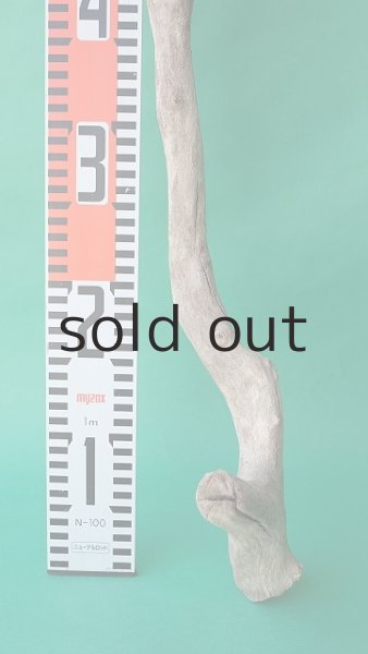 画像5: 枝流木 (5)