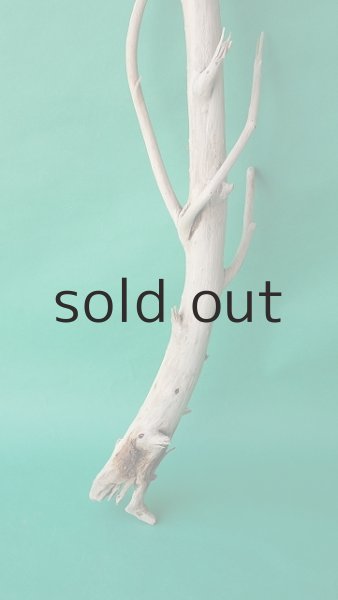 画像2: 幹流木 (2)