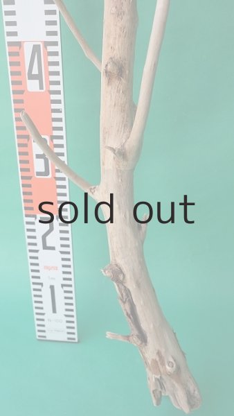 画像6: 幹流木 (6)