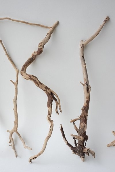 画像3: 流木根セット (3)