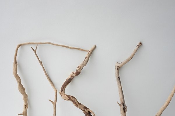 画像6: 流木根セット (6)