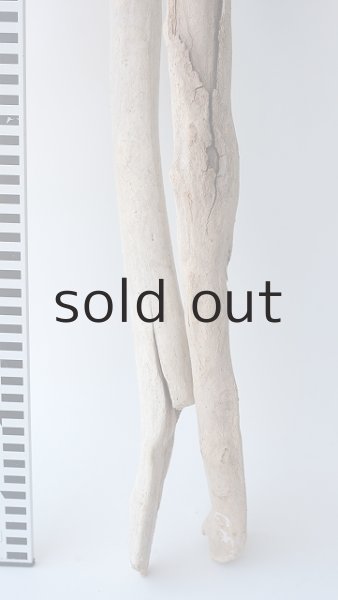 画像6: 小枝流木セット (6)