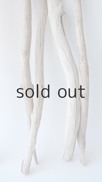 画像5: 小枝流木セット (5)