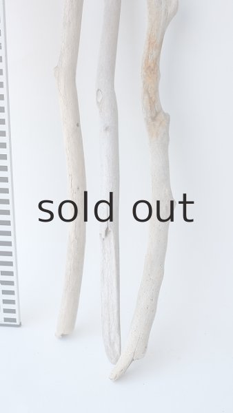 画像5: 小枝流木セット (5)