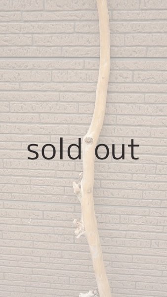 画像3: 棒流木 (3)