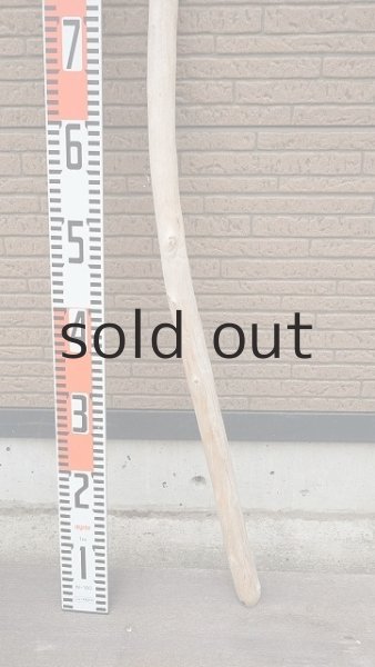 画像5: 棒流木 (5)