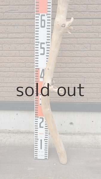 画像6: 棒流木 (6)