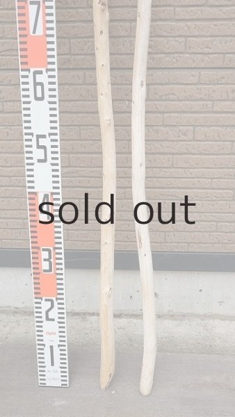 画像5: 棒流木セット・長尺 (5)