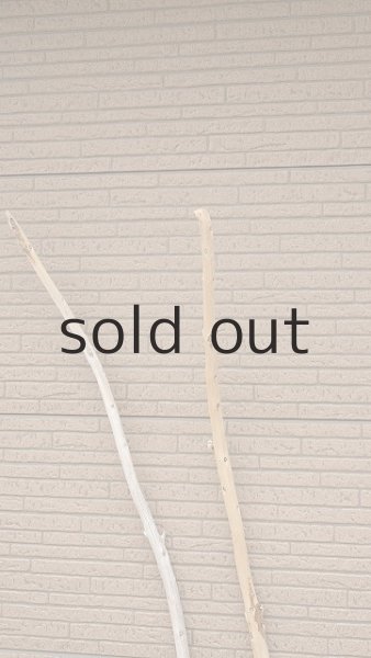 画像4: 棒流木セット・長尺 (4)