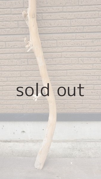 画像2: 棒流木 (2)