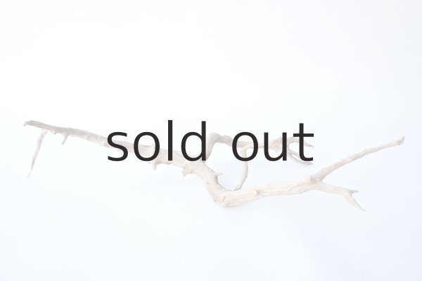 画像5: 流木根 (5)