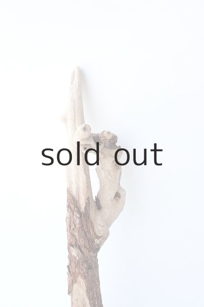 画像3: 流木根 (3)