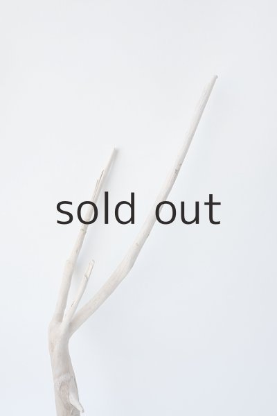 画像3: 流木根 (3)