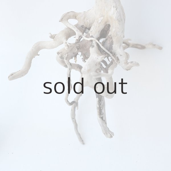 画像2: ミニ流木根 (2)