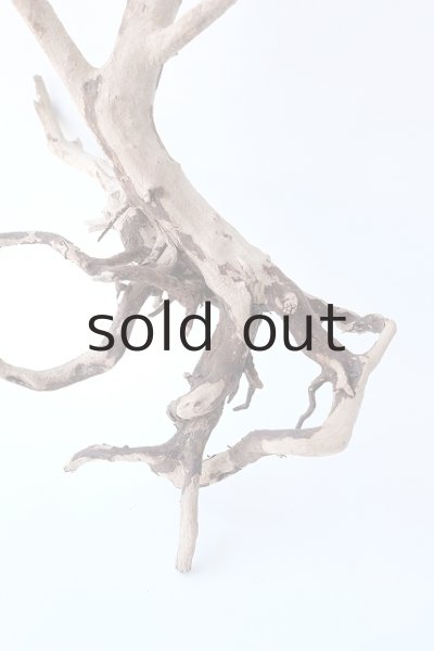 画像2: 流木根 (2)