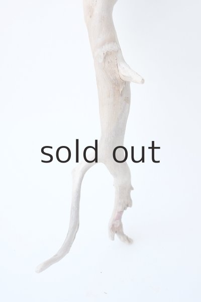 画像2: 流木根 (2)