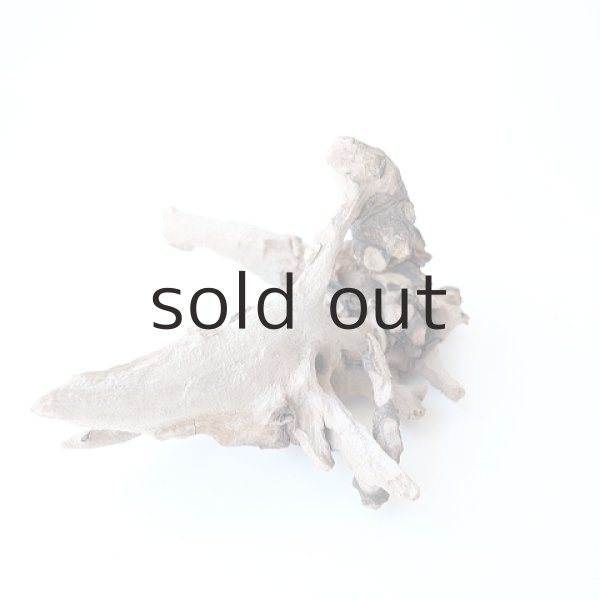 画像2: ミニ流木根 (2)