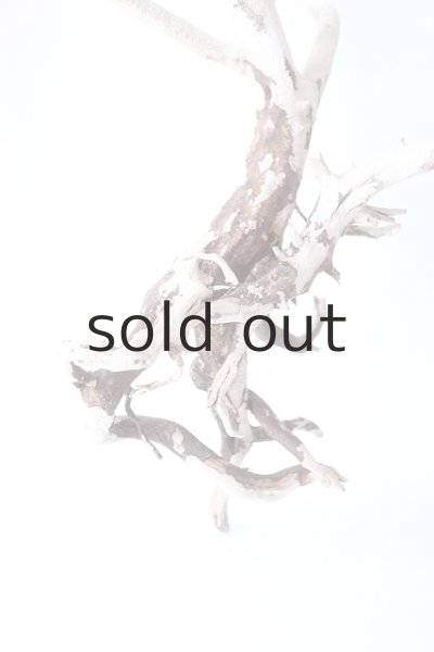 画像6: 流木根 (6)