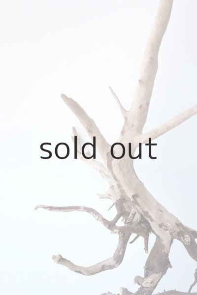 画像3: 流木根 (3)