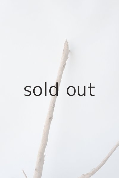 画像4: 流木根 (4)