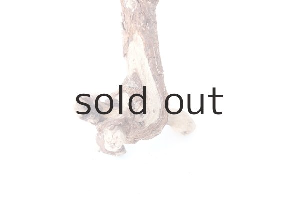 画像2: 流木根 (2)