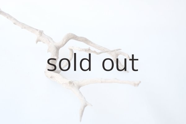 画像6: 流木根 (6)