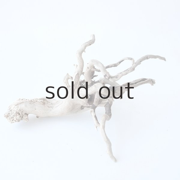 画像5: ミニ流木根 (5)