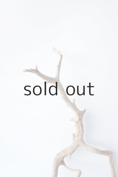 画像4: 流木根 (4)