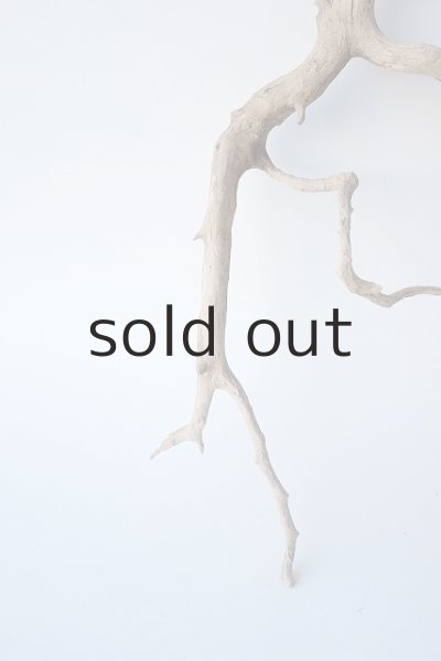 画像2: 流木根 (2)