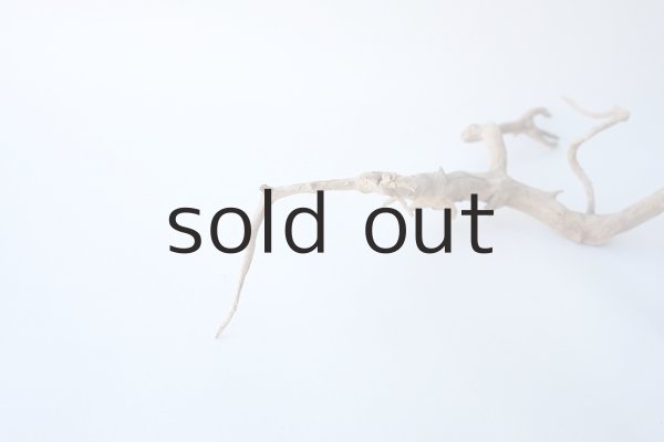 画像7: 流木根 (7)