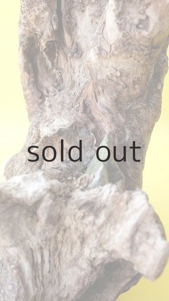 画像12: 流木根（中型） (12)