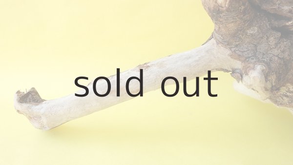 画像2: 流木根（中型） (2)