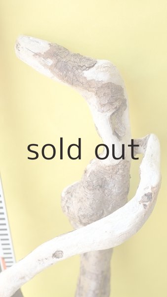 画像7: 流木根（中型） (7)