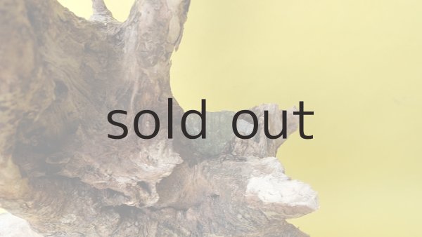 画像4: 流木根（中型） (4)