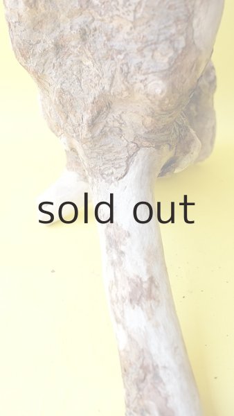 画像13: 流木根（中型） (13)