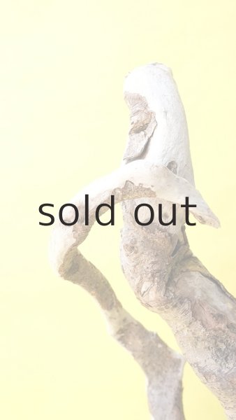 画像14: 流木根（中型） (14)