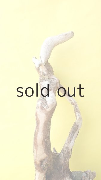 画像5: 流木根（中型） (5)