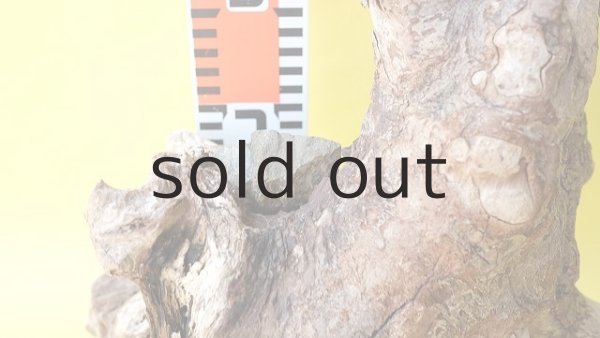 画像11: 流木根（中型） (11)