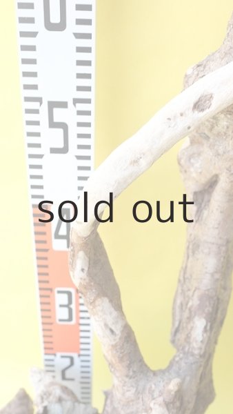 画像8: 流木根（中型） (8)