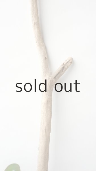 画像3: 枝流木 (3)