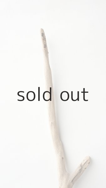 画像4: 枝流木 (4)