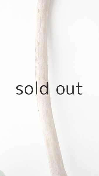 画像3: 枝流木 (3)