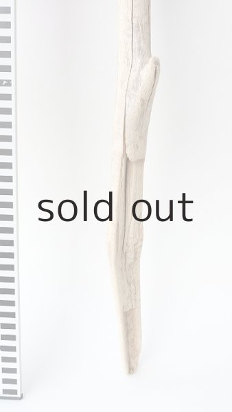 画像5: 枝流木 (5)