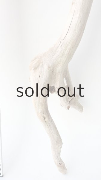 画像5: 枝流木 (5)