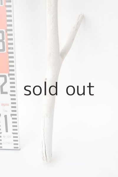 画像5: 枝流木 (5)