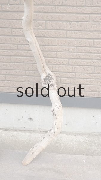 画像5: 幹流木 (5)