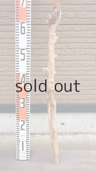 画像6: 幹流木 (6)