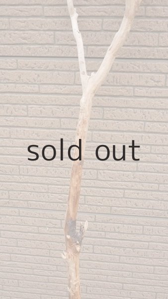 画像4: 幹流木 (4)