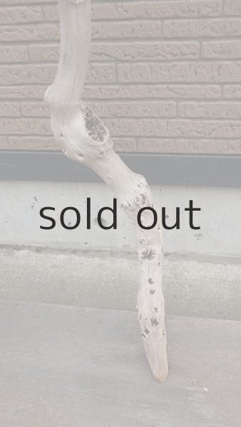 画像2: 幹流木 (2)