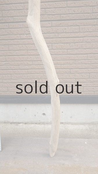 画像5: 幹流木 (5)